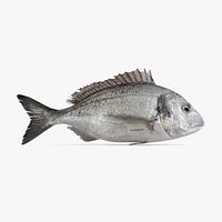 Gilthead Bream
