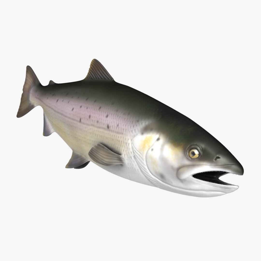 salmon fish 3D model https://p.turbosquid.com/ts-thumb/Eu/oTpFIm/HU3AZpan/8/jpg/1566253898/1920x1080/fit_q87/d584fe679eff289cb1e7fe8a33cf959518562ed4/8.jpg