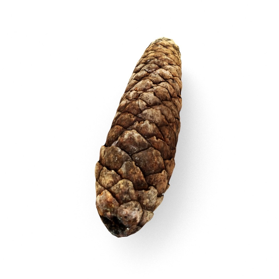 pine cone 3D model https://p.turbosquid.com/ts-thumb/Eu/rouv6e/AqTcpbnX/pinecone1_1/jpg/1493488512/1920x1080/fit_q87/75e62cb5ed8e79fb74e3b7078c1e1831b76a06f3/pinecone1_1.jpg