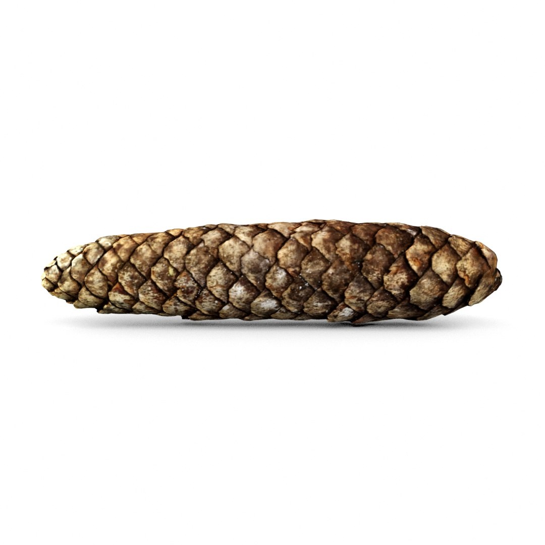 pine cone 3D model https://p.turbosquid.com/ts-thumb/Eu/rouv6e/NWwlqbCm/pinecone1_5/jpg/1493488512/1920x1080/fit_q87/1cd18d5bd8e0f73a07e23bada3aa112d07f62939/pinecone1_5.jpg