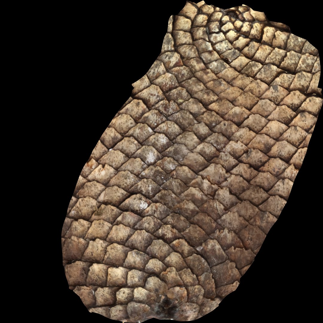 pine cone 3D model https://p.turbosquid.com/ts-thumb/Eu/rouv6e/ax6OjaWC/pinecone_basetexbaked/jpg/1492995875/1920x1080/fit_q87/3d2251e23e500c81dc0e89a52e68c09c2eb8e35f/pinecone_basetexbaked.jpg