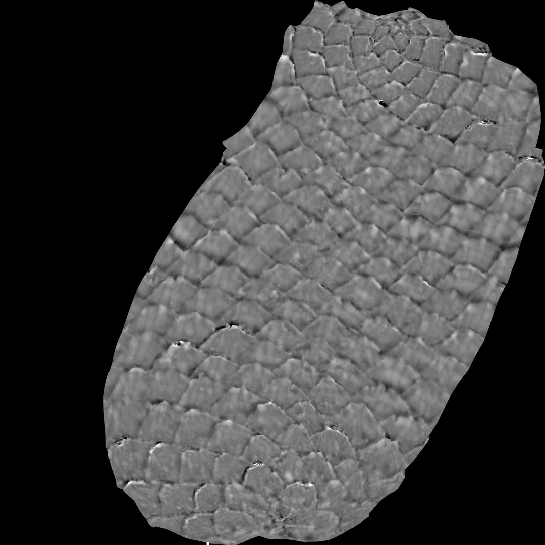 pine cone 3D model https://p.turbosquid.com/ts-thumb/Eu/rouv6e/rBcH0xlR/pinecone_heights/jpg/1492995875/1920x1080/fit_q87/7bc8f3070fb5de025c5600b7e4a427d9c1d93a34/pinecone_heights.jpg