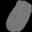 Pinecone