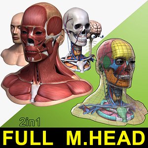 Full Male Head Anatomy