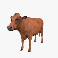 Tarentaise cow