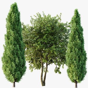 AV Water gum and Mediterranean Cypress 3Trees