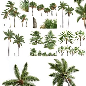 6Different SETS of Tree Set Vol 33
