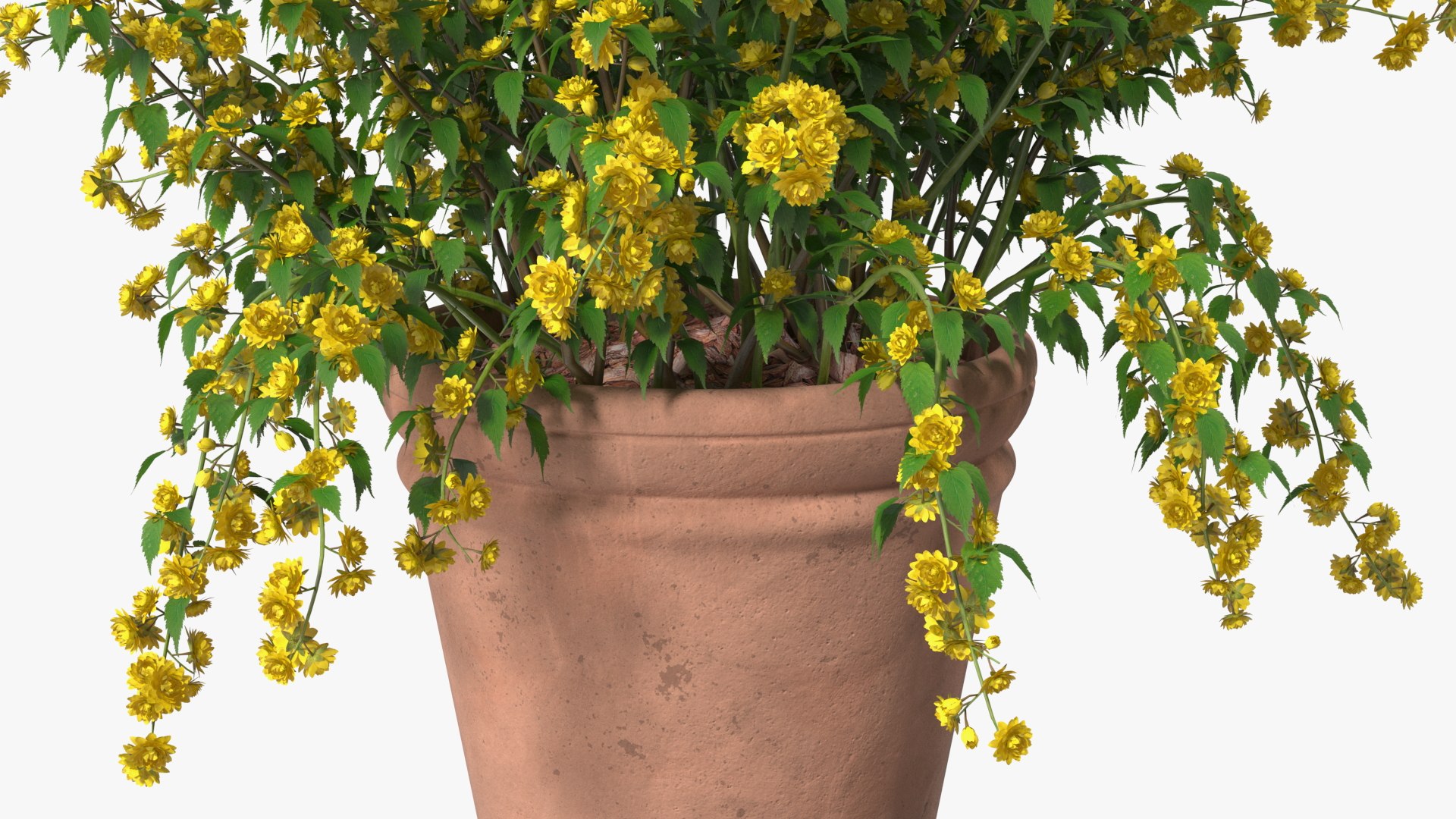 3D model Flower Pots Collection 7 https://p.turbosquid.com/ts-thumb/Ev/JxSdCY/4I/flowerpotscollection7c4dmodel030/jpg/1695184918/1920x1080/fit_q87/856d8a756e4691c8cfa476dc52d912777f2edd8c/flowerpotscollection7c4dmodel030.jpg