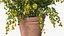 Flower Pots Collection 7