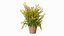 Flower Pots Collection 7