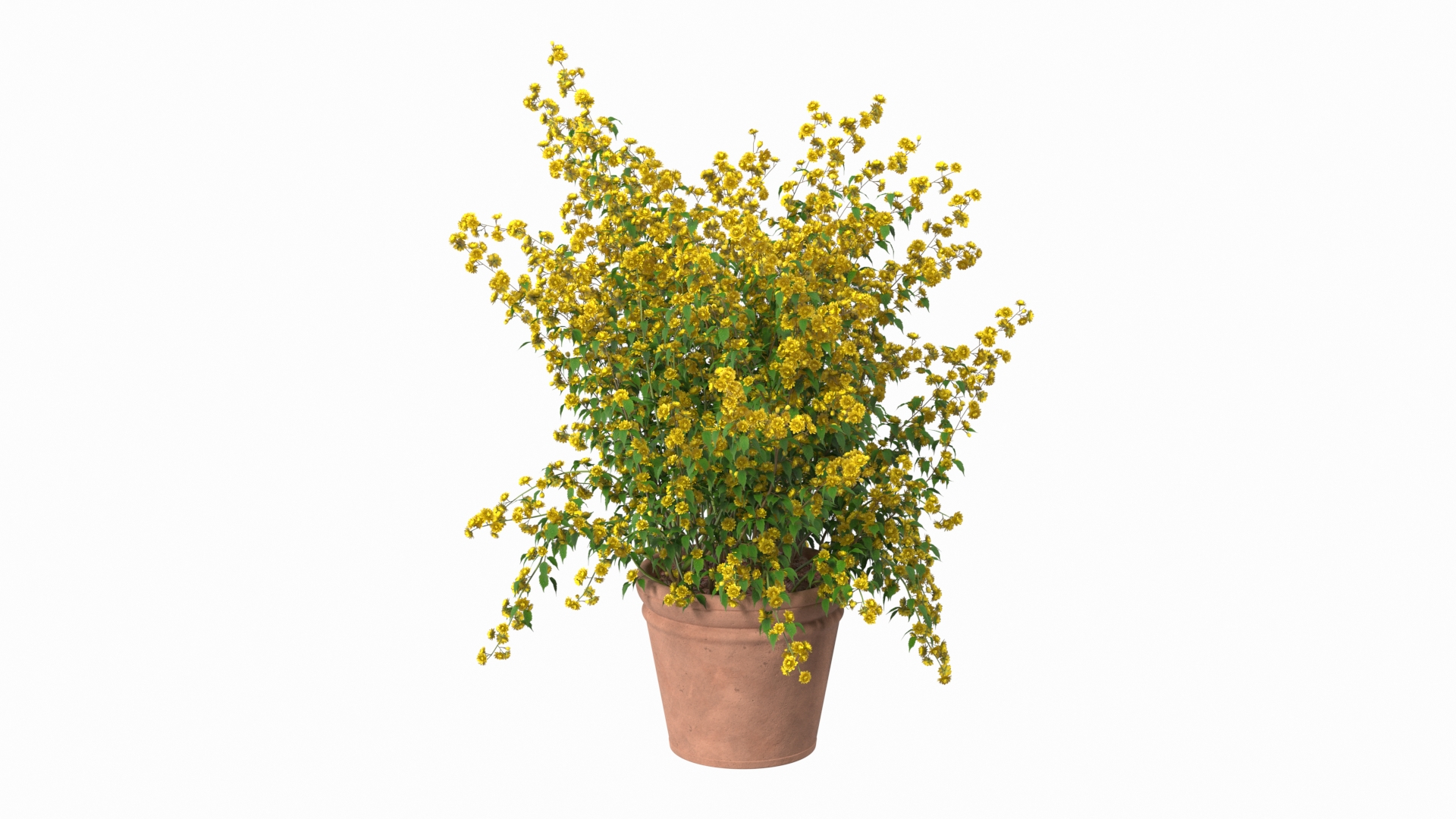 3D model Flower Pots Collection 7 https://p.turbosquid.com/ts-thumb/Ev/JxSdCY/5i/japanese_kerria_in_flower_pot_360/jpg/1695184387/1920x1080/turn_fit_q99/b34178e9118ee20494da2dbbadbcaa9fe7a37e86/japanese_kerria_in_flower_pot_360-1.jpg