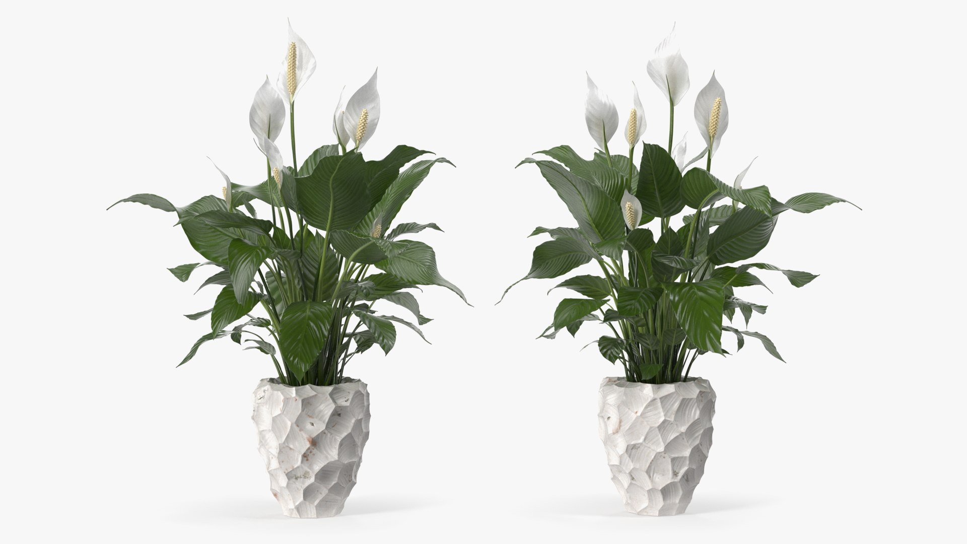 3D model Flower Pots Collection 7 https://p.turbosquid.com/ts-thumb/Ev/JxSdCY/82/flowerpotscollection7c4dmodel007/jpg/1695184839/1920x1080/fit_q87/1e3d8494f58d670677747b090a93033da765bd3d/flowerpotscollection7c4dmodel007.jpg