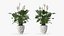 Flower Pots Collection 7