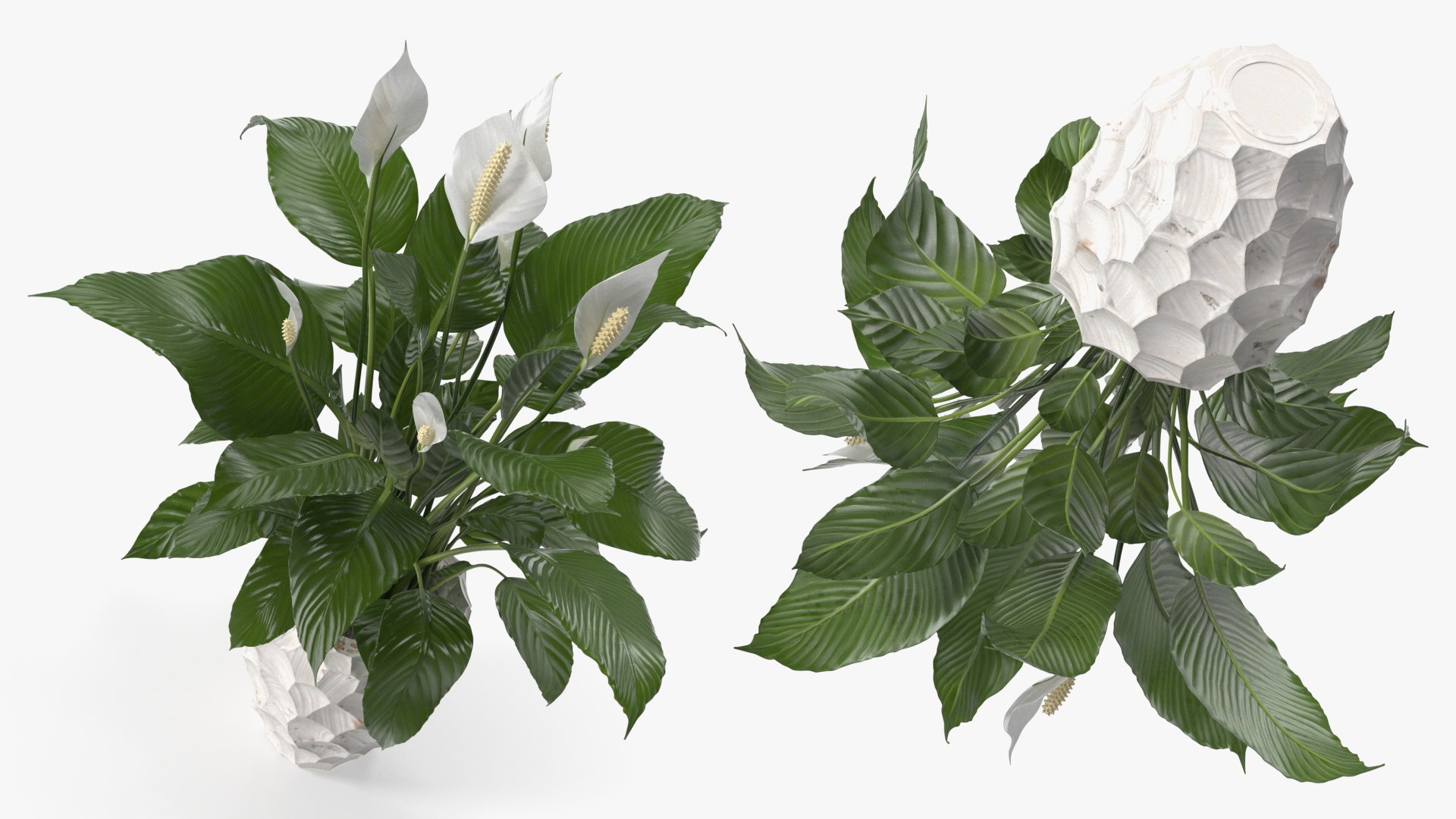 3D model Flower Pots Collection 7 https://p.turbosquid.com/ts-thumb/Ev/JxSdCY/Bi/flowerpotscollection7c4dmodel008/jpg/1695184844/1920x1080/fit_q87/e50f7a8775da5d0ee52910006e8d0c5f30b41844/flowerpotscollection7c4dmodel008.jpg