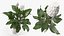Flower Pots Collection 7