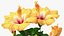 Flower Pots Collection 7