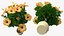 Flower Pots Collection 7