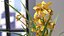 Flower Pots Collection 7