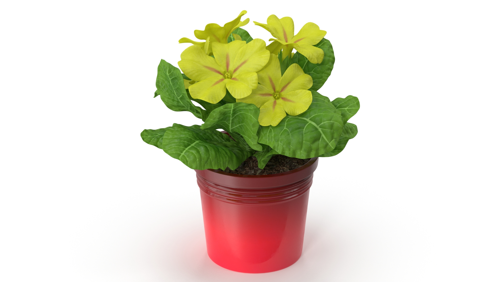 3D model Flower Pots Collection 7 https://p.turbosquid.com/ts-thumb/Ev/JxSdCY/HK/potted_primrose_common_yellow_360/jpg/1695183722/1920x1080/turn_fit_q99/743b2bbd789e84f5bbcf97fb4273304cdc8bed2e/potted_primrose_common_yellow_360-1.jpg