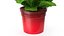 Flower Pots Collection 7