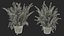 Flower Pots Collection 7