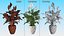 Flower Pots Collection 7