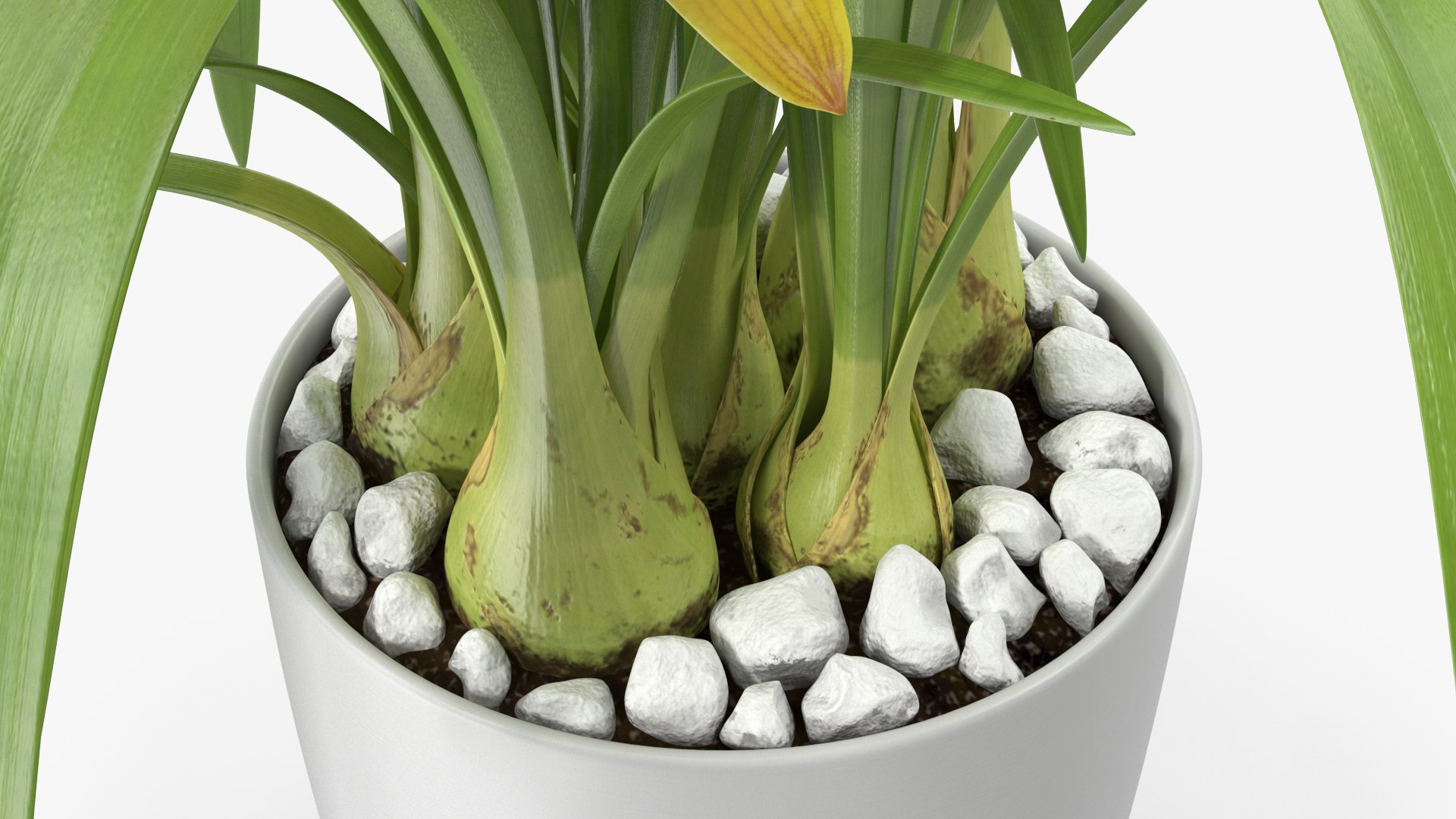 3D model Flower Pots Collection 7 https://p.turbosquid.com/ts-thumb/Ev/JxSdCY/ap/flowerpotscollection7c4dmodel041/jpg/1695184964/1920x1080/fit_q87/edefbddd896903286db0c879d620c60b2a72a5e0/flowerpotscollection7c4dmodel041.jpg