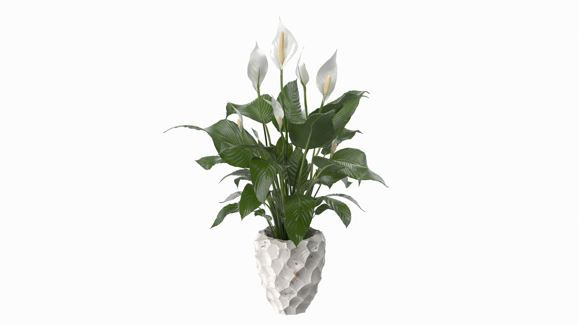 3D model Flower Pots Collection 7 https://p.turbosquid.com/ts-thumb/Ev/JxSdCY/hc/plant_lily_spathiphyllum_in_ceramic_pot_360/jpg/1695184155/1920x1080/turn_fit_q99/fac1f39230670ad2f1b4ebe8439e03c55e3098fa/plant_lily_spathiphyllum_in_ceramic_pot_360-1.jpg