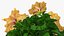 Flower Pots Collection 7