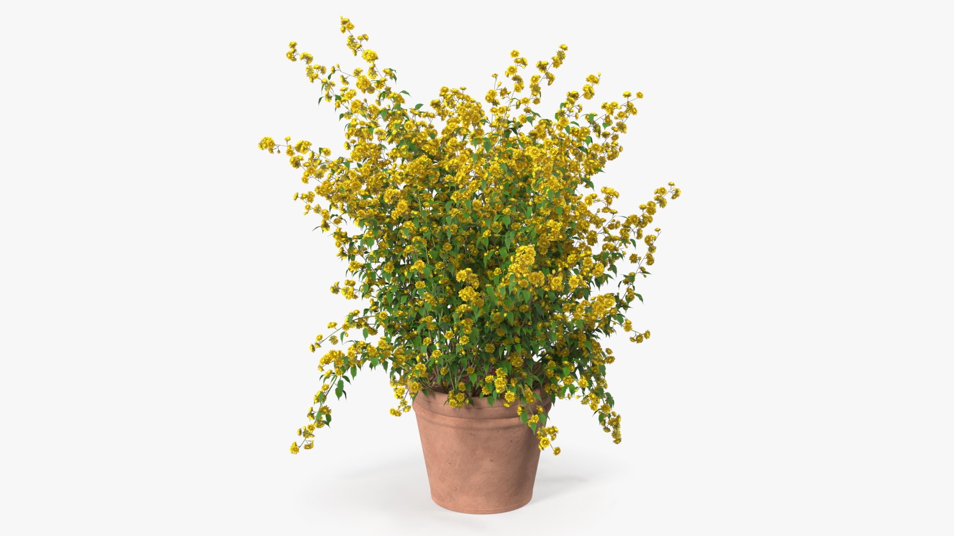 3D model Flower Pots Collection 7 https://p.turbosquid.com/ts-thumb/Ev/JxSdCY/oi/flowerpotscollection7c4dmodel026/jpg/1695184901/1920x1080/fit_q87/94a46fc8a7628d2380480563d245189b9f3a2556/flowerpotscollection7c4dmodel026.jpg