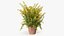 Flower Pots Collection 7