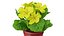 Flower Pots Collection 7