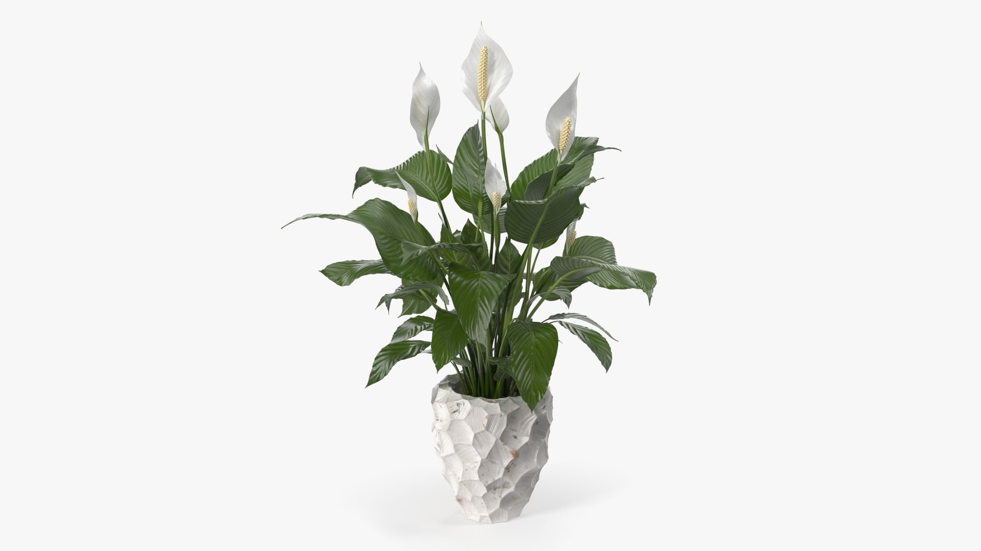 3D model Flower Pots Collection 7 https://p.turbosquid.com/ts-thumb/Ev/JxSdCY/tj/flowerpotscollection7c4dmodel006/jpg/1695184835/1920x1080/fit_q87/a1890f9f530296c49f0623ac8321b2806f82f48d/flowerpotscollection7c4dmodel006.jpg