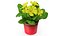 Flower Pots Collection 7