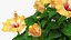 Flower Pots Collection 7