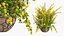 Collection de fleurs épanouies en pot 2