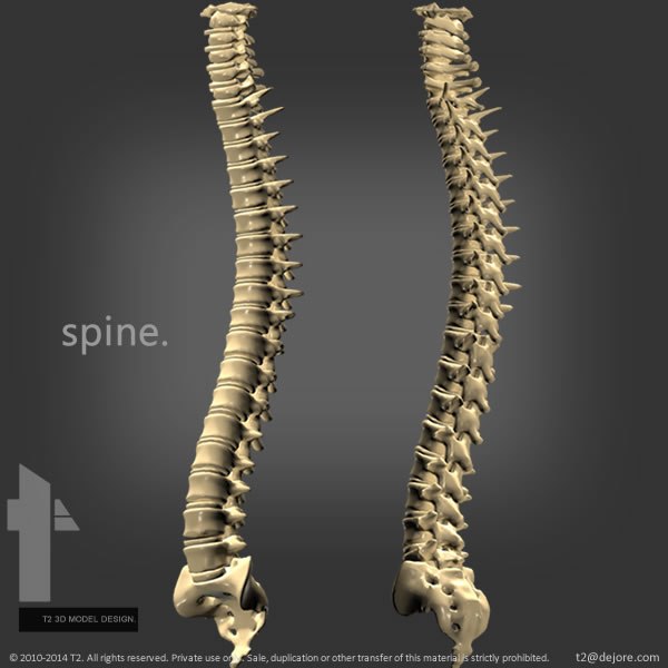 3ds human skeletal