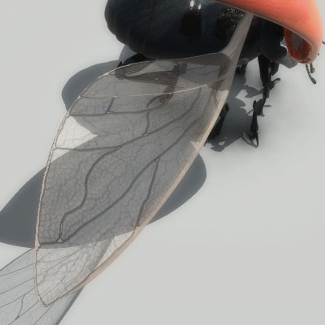 3d Ladybug Rigged