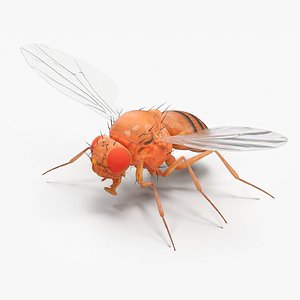 Drosophila Rigged for Maya 3D model
