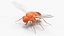 Drosophila Rigged for Maya 3D model