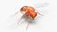 Drosophila Rigged for Maya 3D model