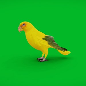 Golden Parakeet Conure Bird