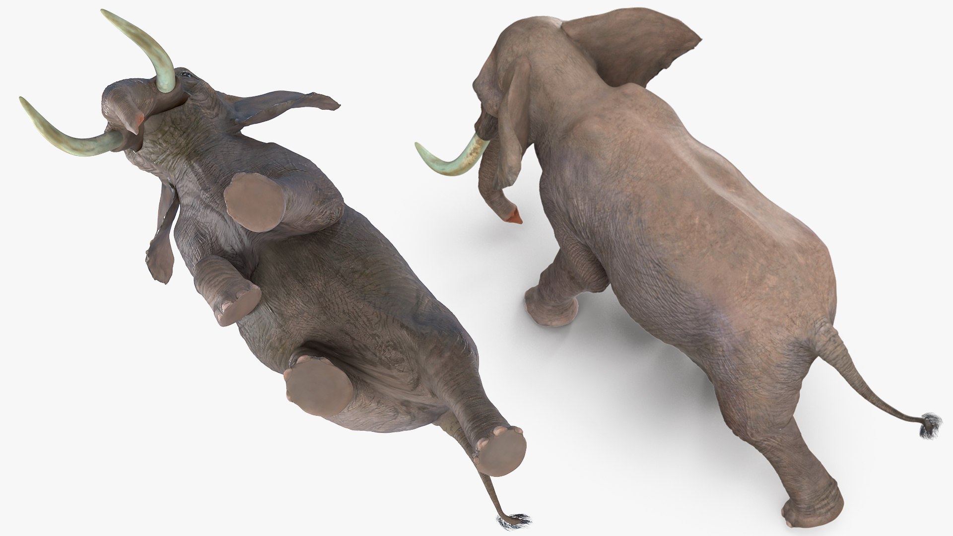 elephant running animal rigged 3D model https://p.turbosquid.com/ts-thumb/Ew/osPp7O/5cCKbUfj/animatedelephantrunningfurriggedvray3dmodel006/jpg/1569249896/1920x1080/fit_q87/a901c37218d3069d51c772eea834a0fe3a6ff91f/animatedelephantrunningfurriggedvray3dmodel006.jpg