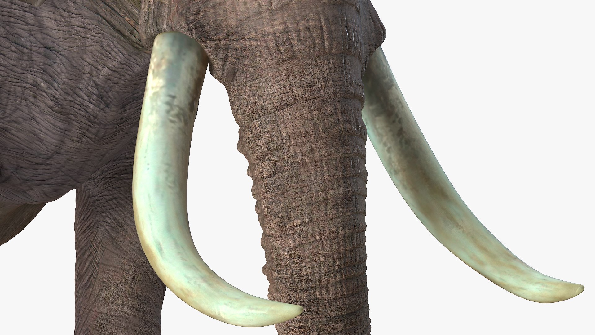 elephant running animal rigged 3D model https://p.turbosquid.com/ts-thumb/Ew/osPp7O/BMhov5Gs/animatedelephantrunningfurriggedvray3dmodel010/jpg/1569249916/1920x1080/fit_q87/2603067902fc229119f133d74278f79567dbaefd/animatedelephantrunningfurriggedvray3dmodel010.jpg
