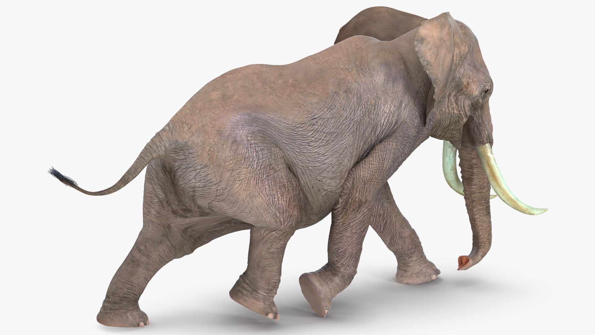 elephant running animal rigged 3D model https://p.turbosquid.com/ts-thumb/Ew/osPp7O/Q5sBf0JA/animatedelephantrunningfurriggedvray3dmodel004/jpg/1569249887/1920x1080/fit_q87/1b5bea3e8cf56ab7b9298caabe748c3ce8f770b9/animatedelephantrunningfurriggedvray3dmodel004.jpg