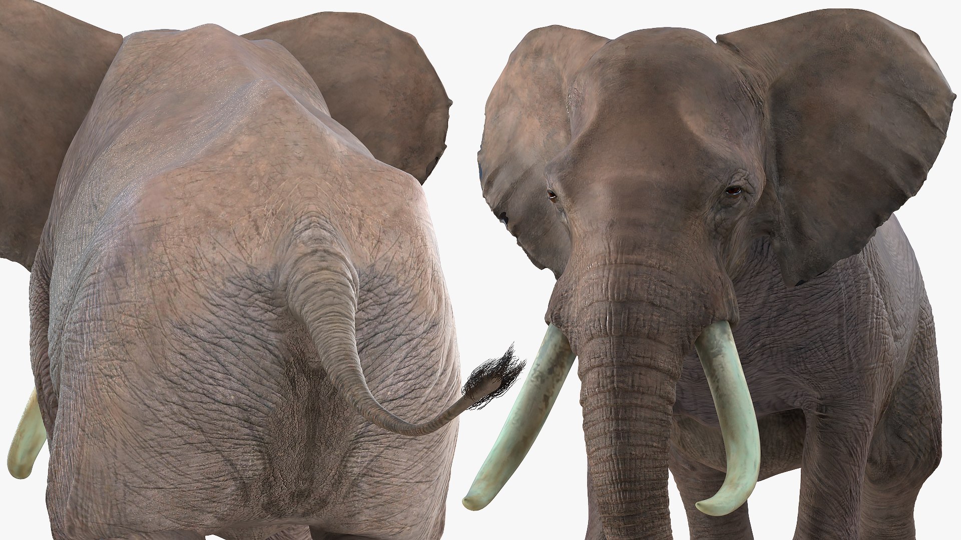 elephant running animal rigged 3D model https://p.turbosquid.com/ts-thumb/Ew/osPp7O/YmUUALLW/animatedelephantrunningfurriggedvray3dmodel007/jpg/1569249901/1920x1080/fit_q87/7e10214a03dd1aa5ecbf74ad7de2cef54123322d/animatedelephantrunningfurriggedvray3dmodel007.jpg