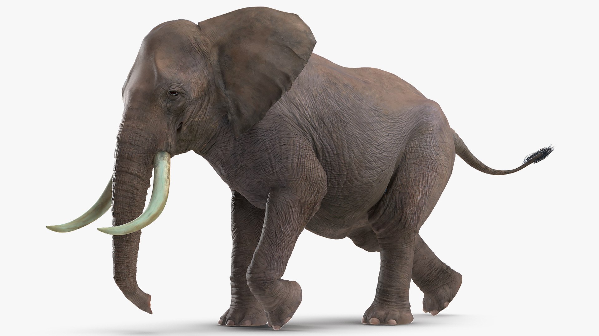 elephant running animal rigged 3D model https://p.turbosquid.com/ts-thumb/Ew/osPp7O/bw2L5IJx/animatedelephantrunningfurriggedvray3dmodel003/jpg/1569249882/1920x1080/fit_q87/8496a237e45a2846379d8ed10e886a48cec76bb3/animatedelephantrunningfurriggedvray3dmodel003.jpg