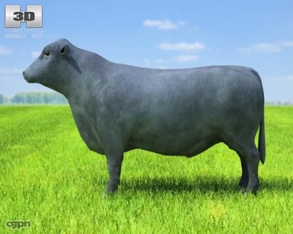 Touro Angus Modelo 3d