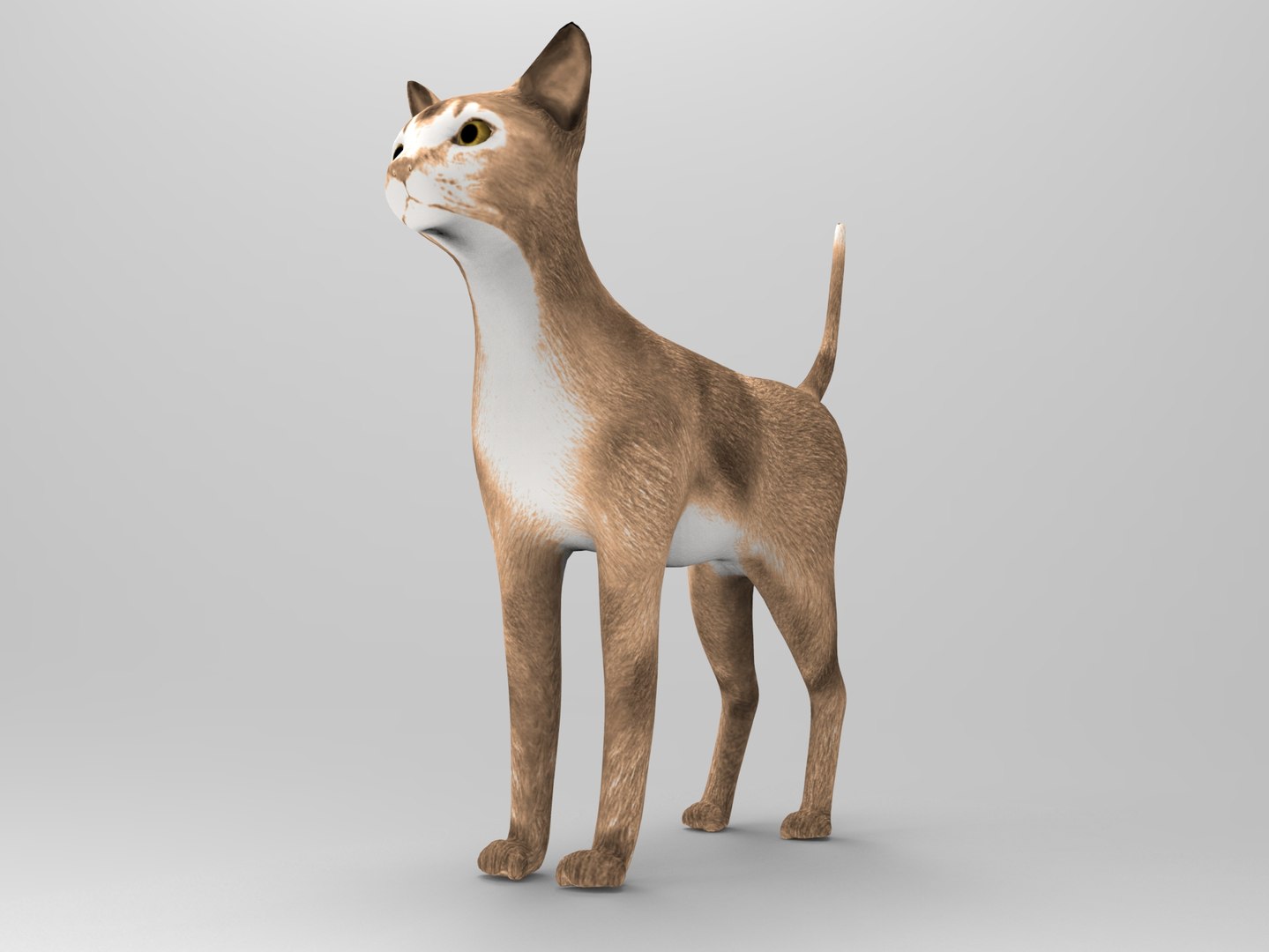 Cat Ready : 3d Model