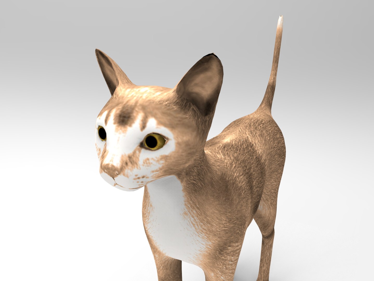 Cat Ready : 3d Model